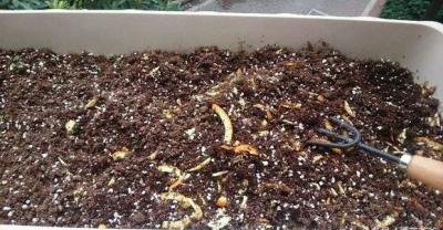 不花钱也能做花肥，变废为宝还比化肥好，养花不再难。