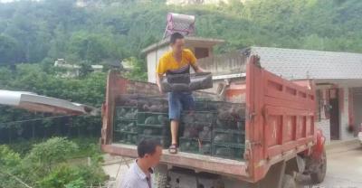 如何养殖盆栽菊，菊花用途、象征意义及病虫防治