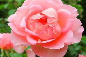 月季花的品种有哪些 月季花品种介绍