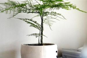 文竹适合种小花盆吗 文竹养殖方法
