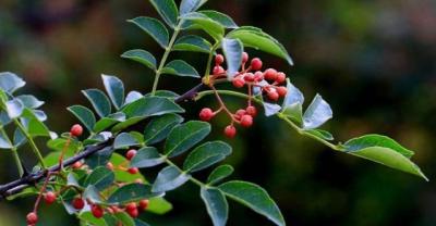 农民种植蔬菜，辣椒日灼病的发病原因和防治方法