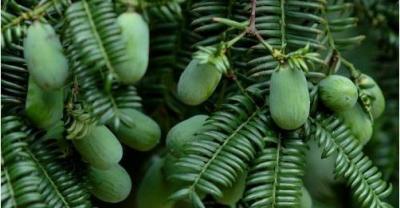 东域参农西洋参种植基地来源