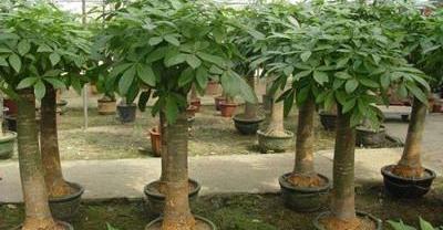 专家告诉你，2018年最适合种植什么？
