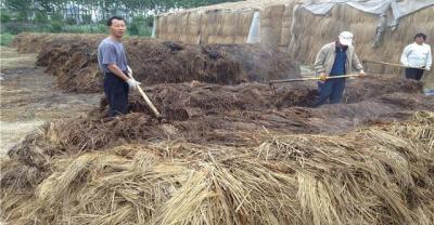 袖珍椰子的养护管理和养殖方法以及好处