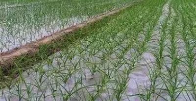 适合家庭种植的紫色蔬菜有哪些？