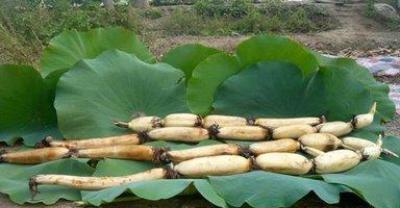 孩子不吃蔬菜？15个简单办法轻松拿下