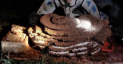 多肉植物冬美人养殖方法与注意事项“花田百科”