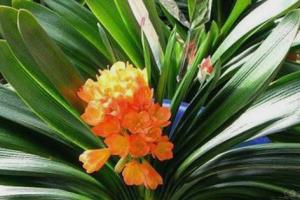爱花知花养花 君子兰的养殖方法