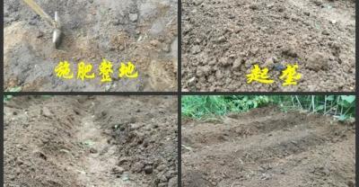 灵芝无害高产的种植方法和技巧