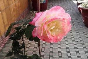 月季花怎么养 让月季绽放最美姿态