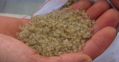 水苔养殖蝴蝶兰，浇水施肥注意点