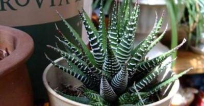 绿植养殖知识：水培富贵竹时一些问题的对策