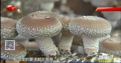 养殖肉鸽过程中，怎样识别鸽子公母？