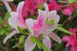 杜鹃花什么季节开 杜鹃花开花时间可以控制吗