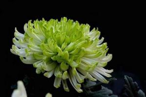 如何种植盆栽菊花 菊花的种养方法