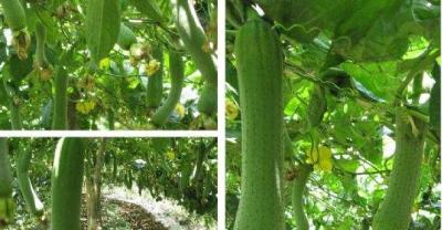 五月份多肉植物种植如何管理