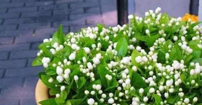 坚果之王——香榧种植前景分析