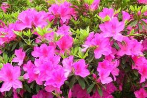 杜鹃花好养吗 养好杜鹃花关键因素介绍