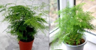 养花技巧：老花匠教你如何养好清新脱俗的指甲兰！