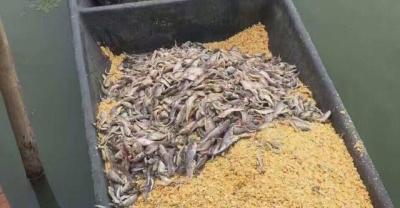鹤望兰的养殖方法和注意事项 鹤望兰怎么养