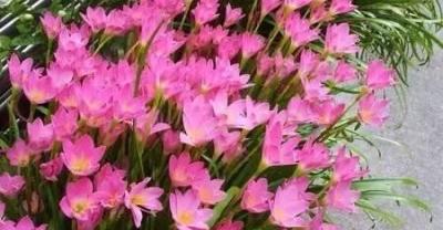 农村大叔手把手教你种植金银花