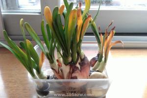 水仙花枯萎了怎样救活