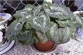 仙客来的越夏管理