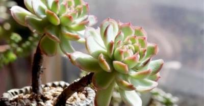 多肉植物种植管理月历：6月