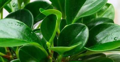 家居养花：好养又容易爆盆的多肉植物，养一盆可不过瘾！