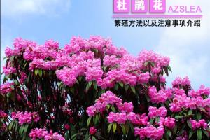 多种途径繁殖杜鹃花 杜鹃花的繁殖方法