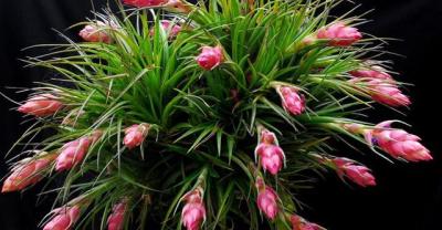 农村种植的野花，一朵竟卖三元！