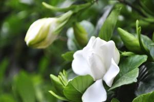 盆栽栀子花怎么养 抓住7个要点让栀子花开灿烂