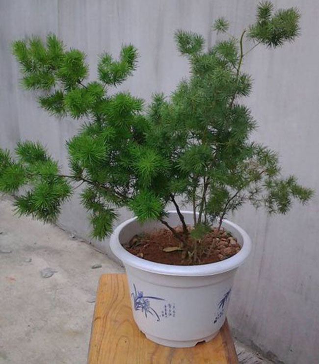 蓬莱松养殖方法与注意事项