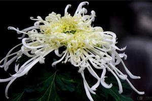 菊花有哪些品种 你能认全菊花吗