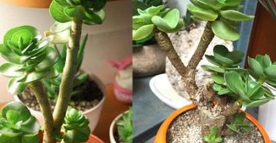 黑壳虾好养吗？该如何养殖
