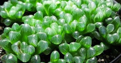 铁皮石斛种植模式大全，满满的干货