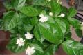茉莉花的养殖方法,茉莉花的功效作用有哪些?