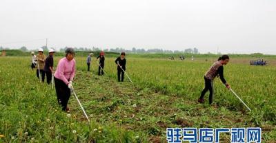 蒲公英这样种植，才能更赚钱