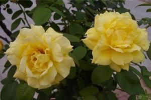 月季花什么时候开 满足条件才能开花