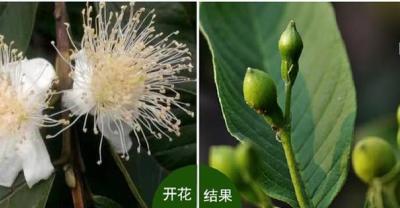 脱贫致富好项目-茴香菖蒲种植