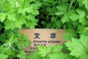 艾草对家居环境影响 可降低死亡率
