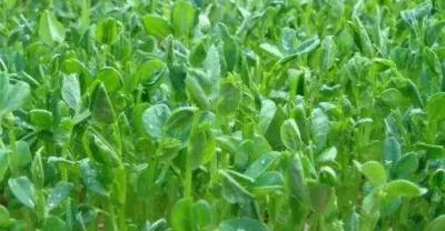 在农村，种植蔬菜要注意，这种骗局防不胜防