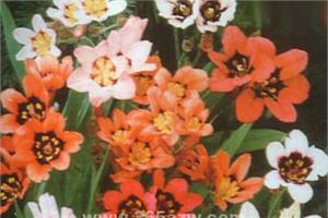 丑角花