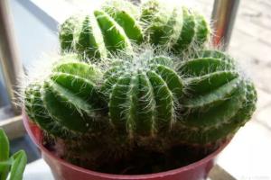 植物养殖经验分享 仙人掌的养殖方法