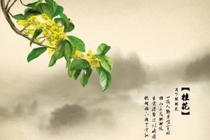 桂花的栽培方法是什么 桂花养殖技术详解