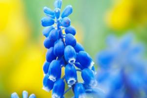 水色风信子花语 小编带你了解风信子