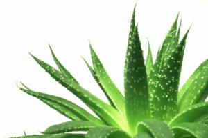 芦荟怎么浇水 浇水过多怎么办