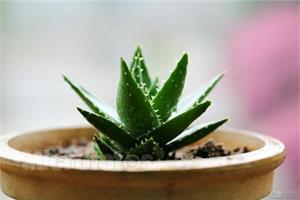 芦荟放水里能活吗 水培不是芦荟最好的养法