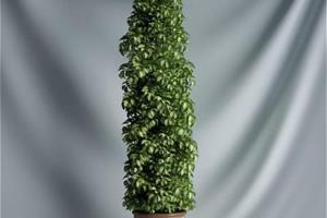 掌握盆栽植物的栽培与繁殖方法