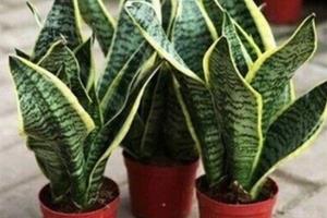 知花懂花养花 虎尾兰养殖方法